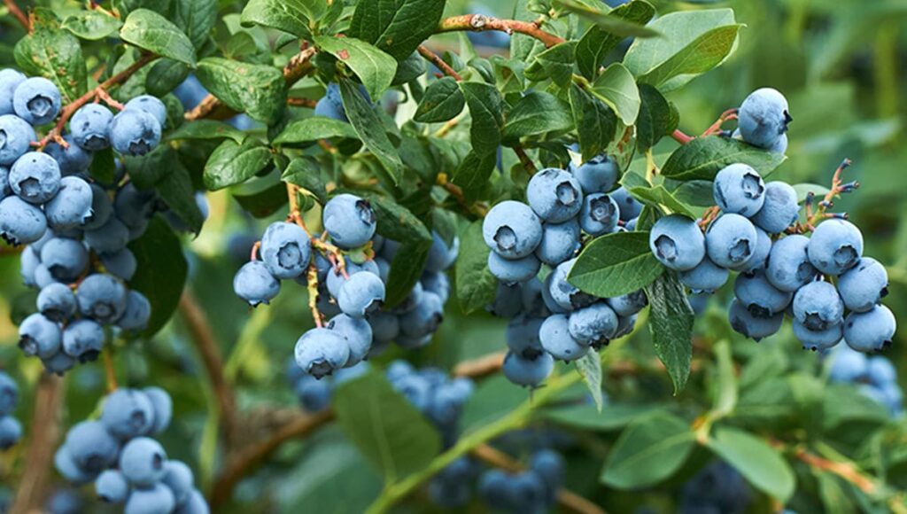 Grow Blueberries at Home