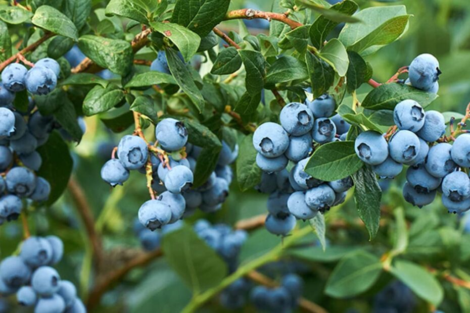 Grow Blueberries at Home