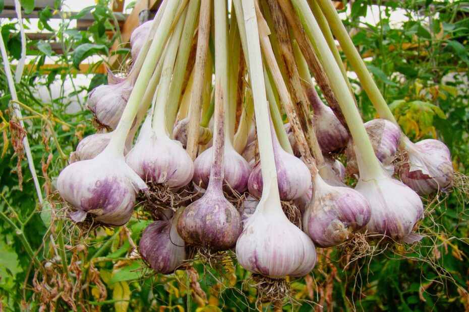 How-to-Plant-and-Grow-Garlic