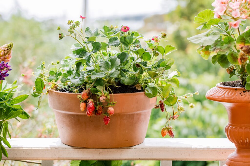 Planting Strawberries at Home