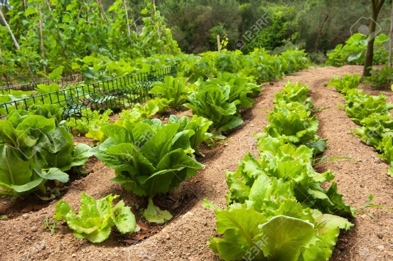 Grow Broccoli