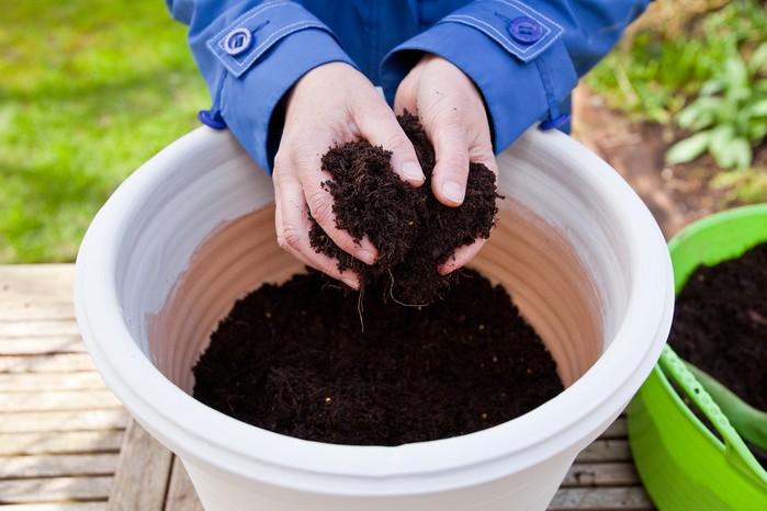 gardener planting seeds