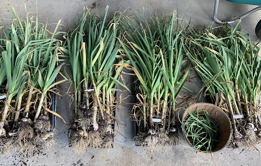 garlic cloves planted in garden bed