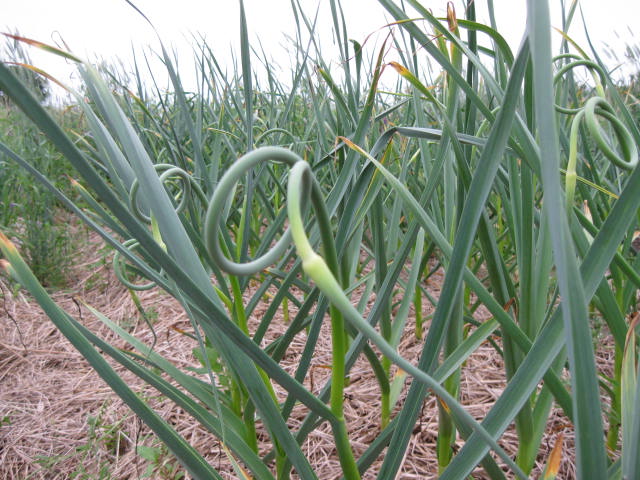 garlic scapes