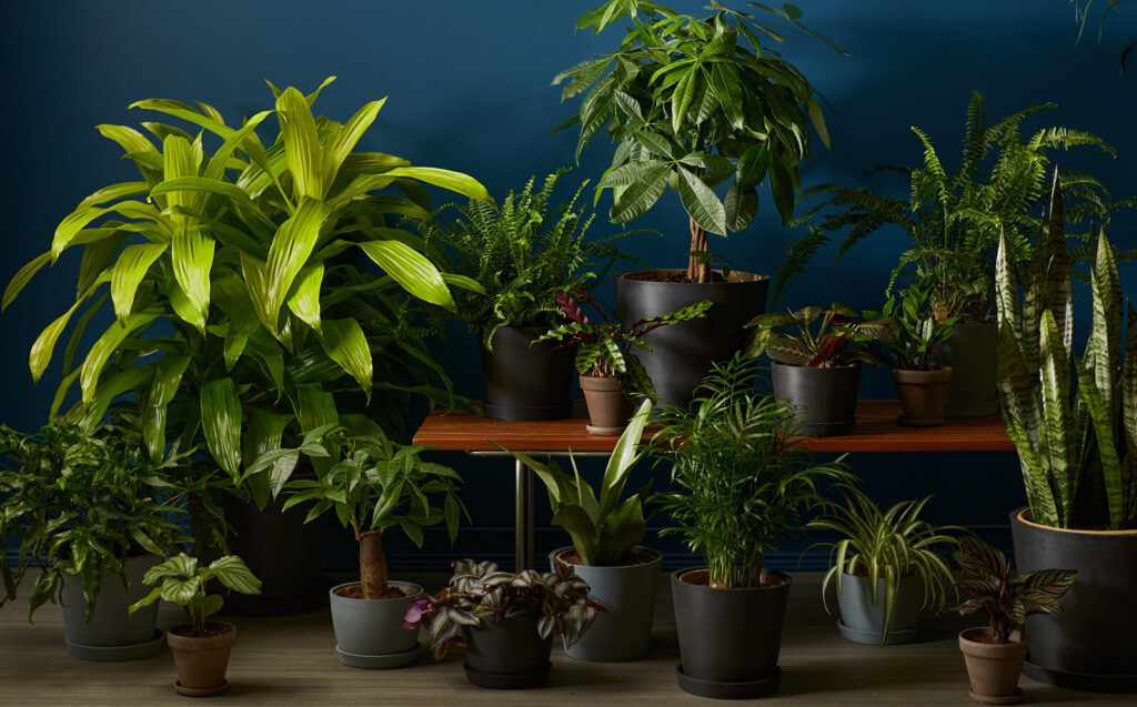 low maintenance indoor plants