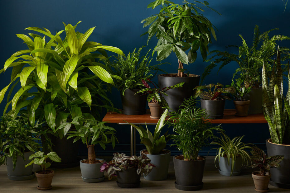 low maintenance indoor plants