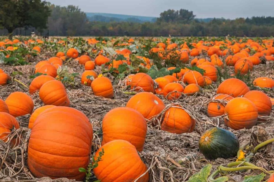 How to Grow Pumpkins