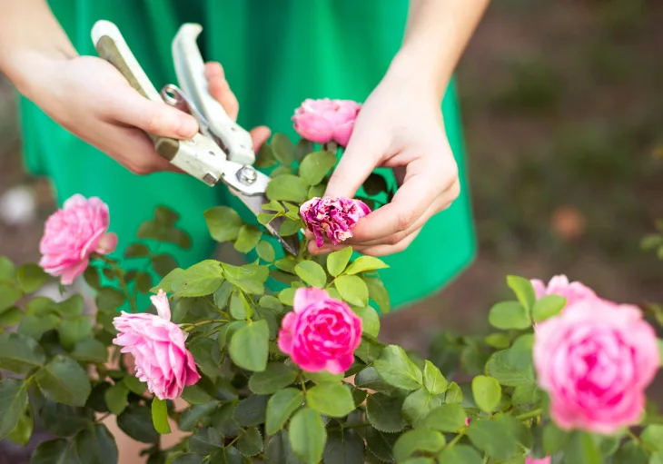 Grow Roses from Cuttings